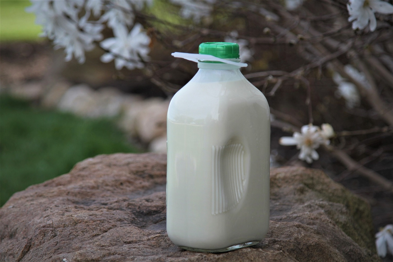 1 Gallon Whole Raw A2A2 Milk Brenneman Farms