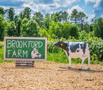 Brookford Farm cow