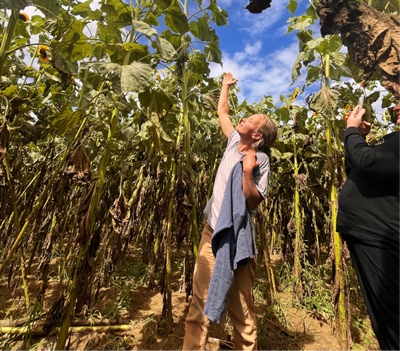 Katerina in sunflowers