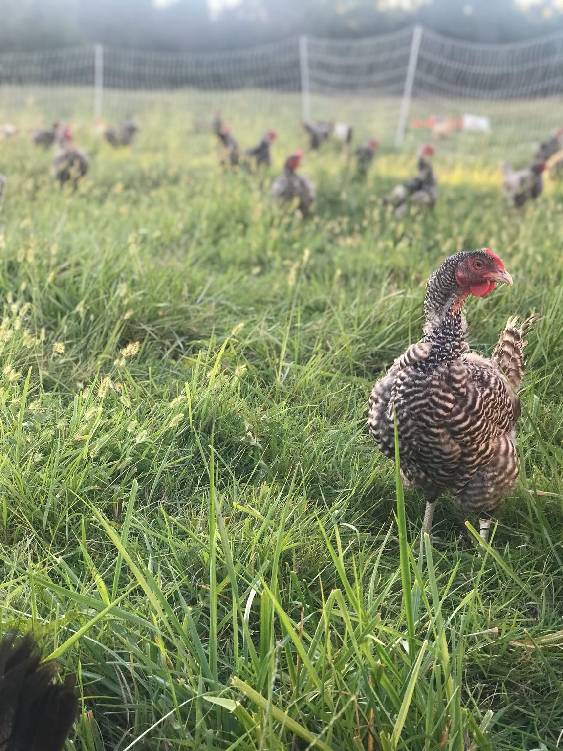 Homepage Bulmanski Farms, LLC