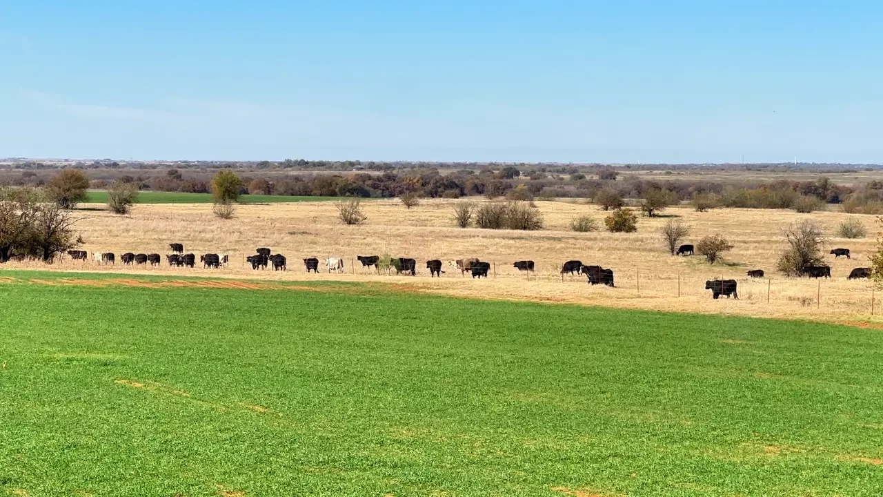 The Parker County Beef Company: Your Source for Quality Texas Beef