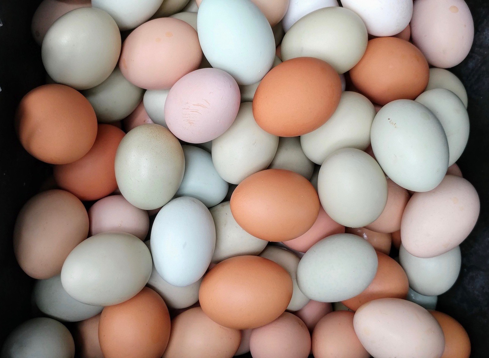 Pastured Eggs Carman Ranch
