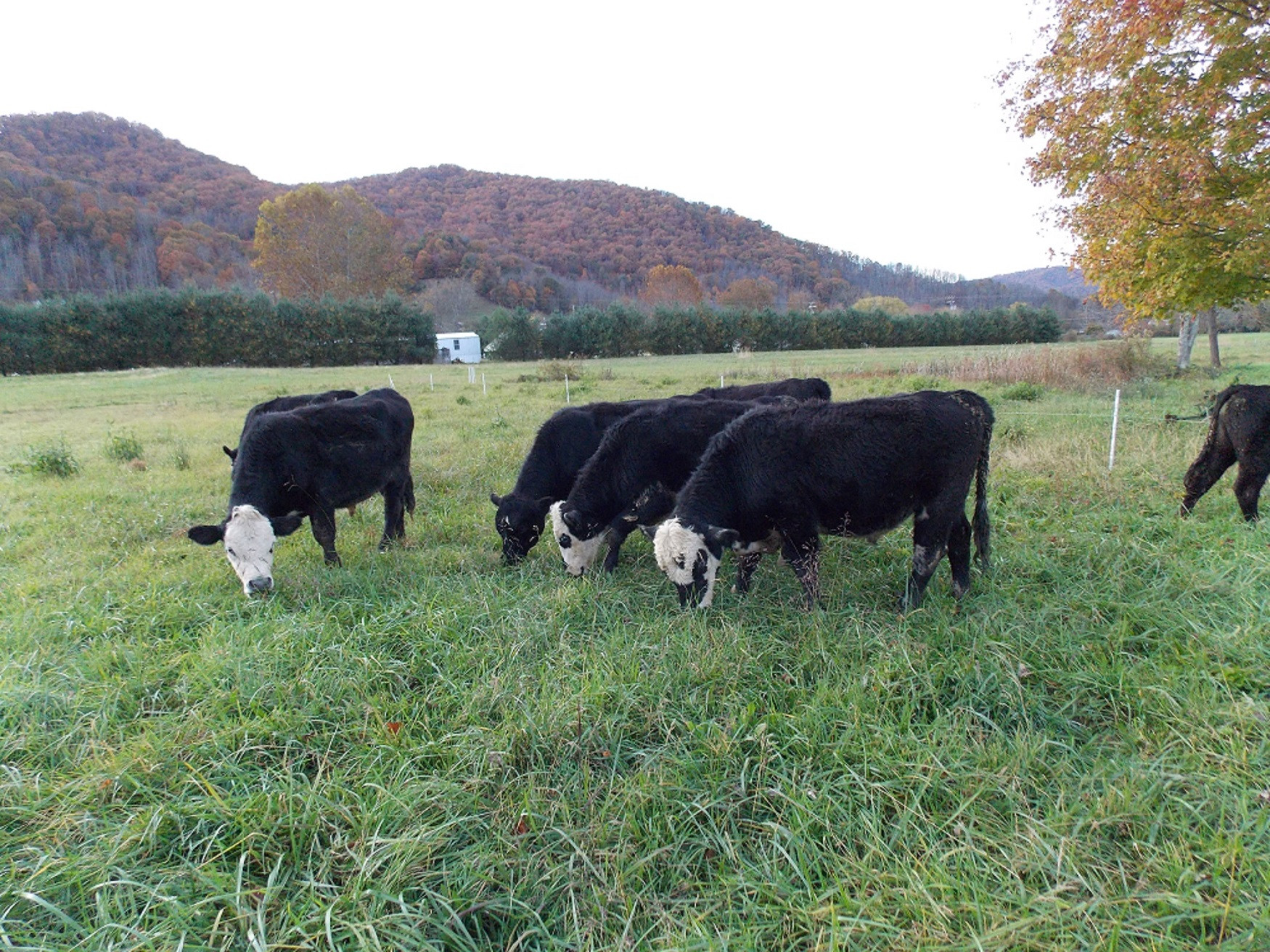 Dillingham Family Farm Dillingham Family Farm