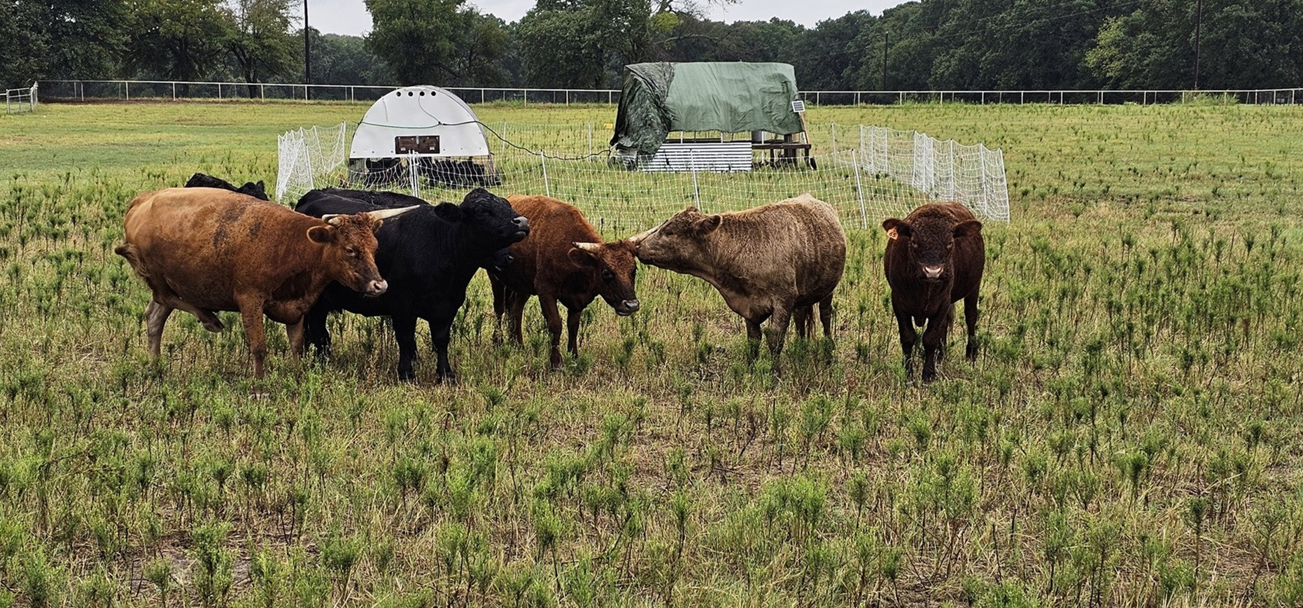 Dexter cattle raised as grass finished beef on regenerative pastures at Dos Lobos Ranch near Dallas-Fort Worth, Texas