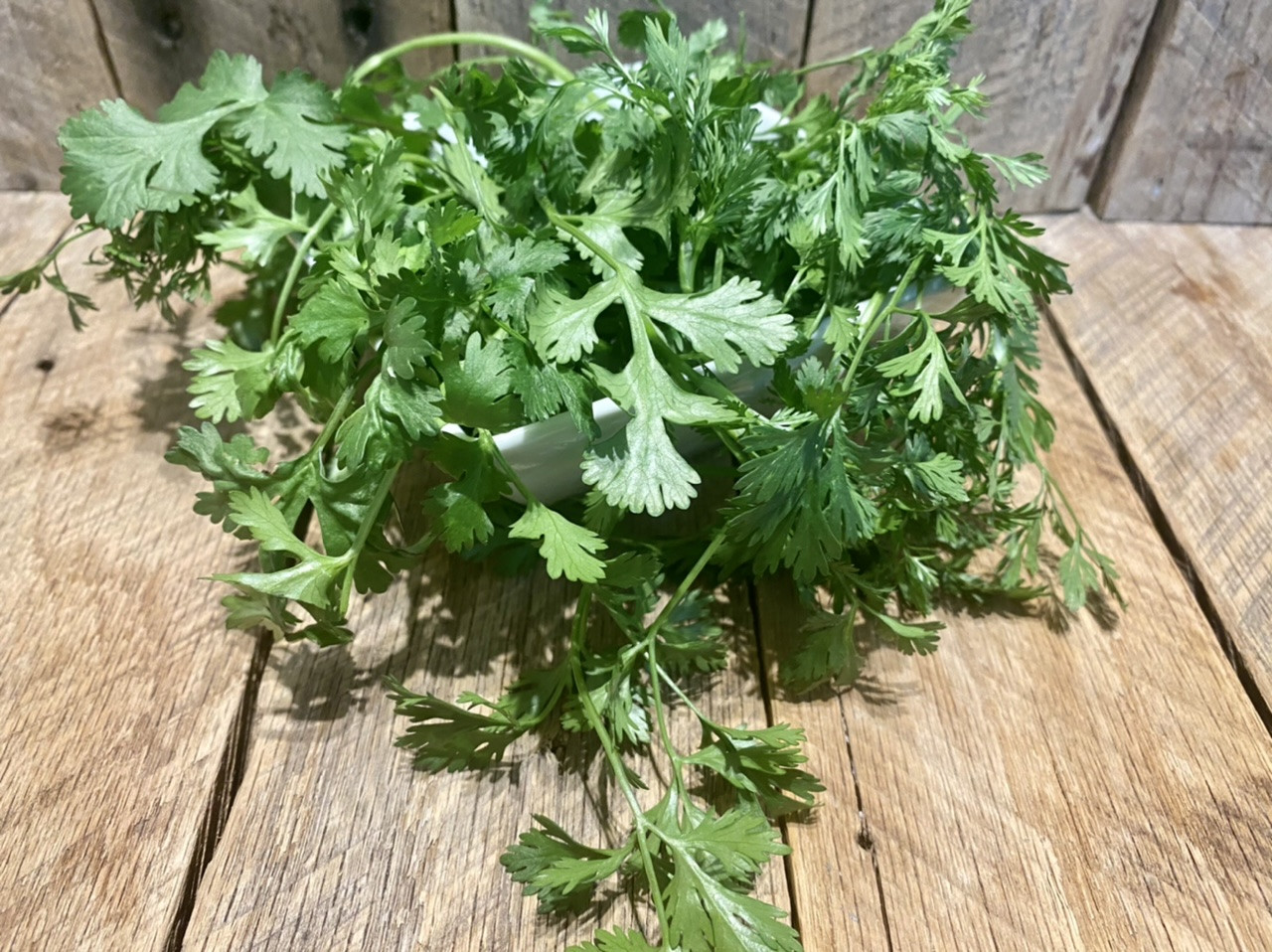 Fresh Herbs (Cilantro Leaves) Dutch Meadows Farm