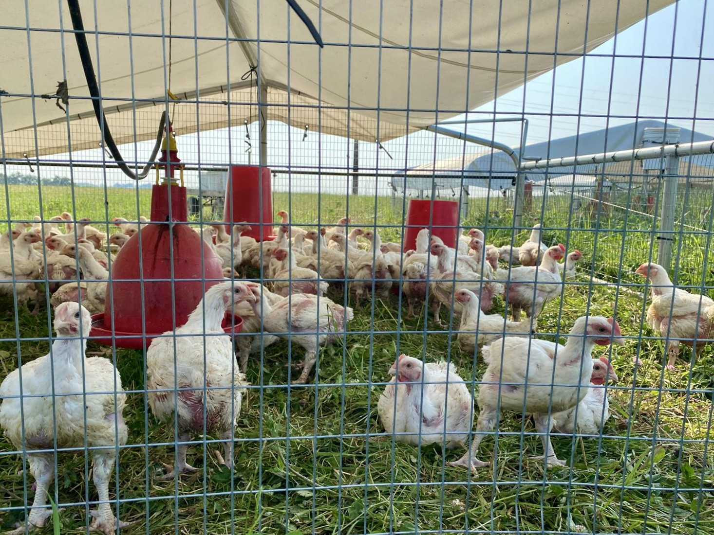 Chicken in the Pasture