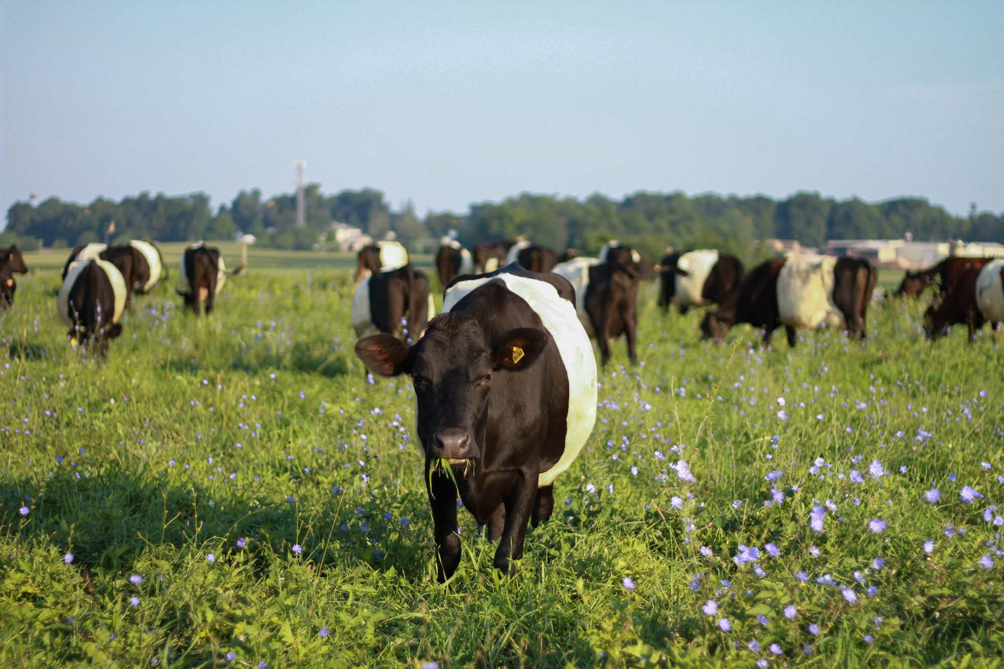 Unique Cows & Golden RAW Butter
