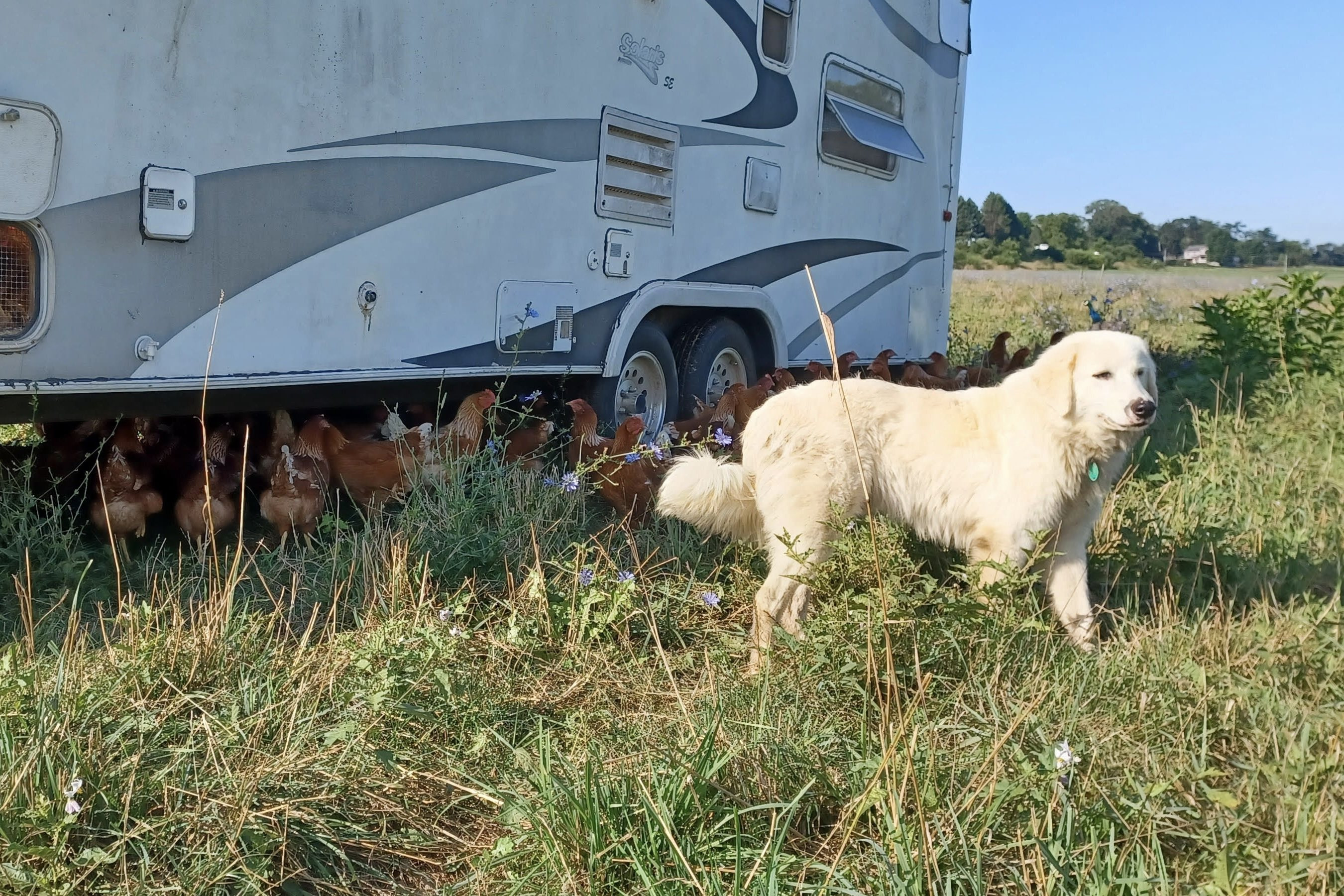 RV-and-dog.jpg