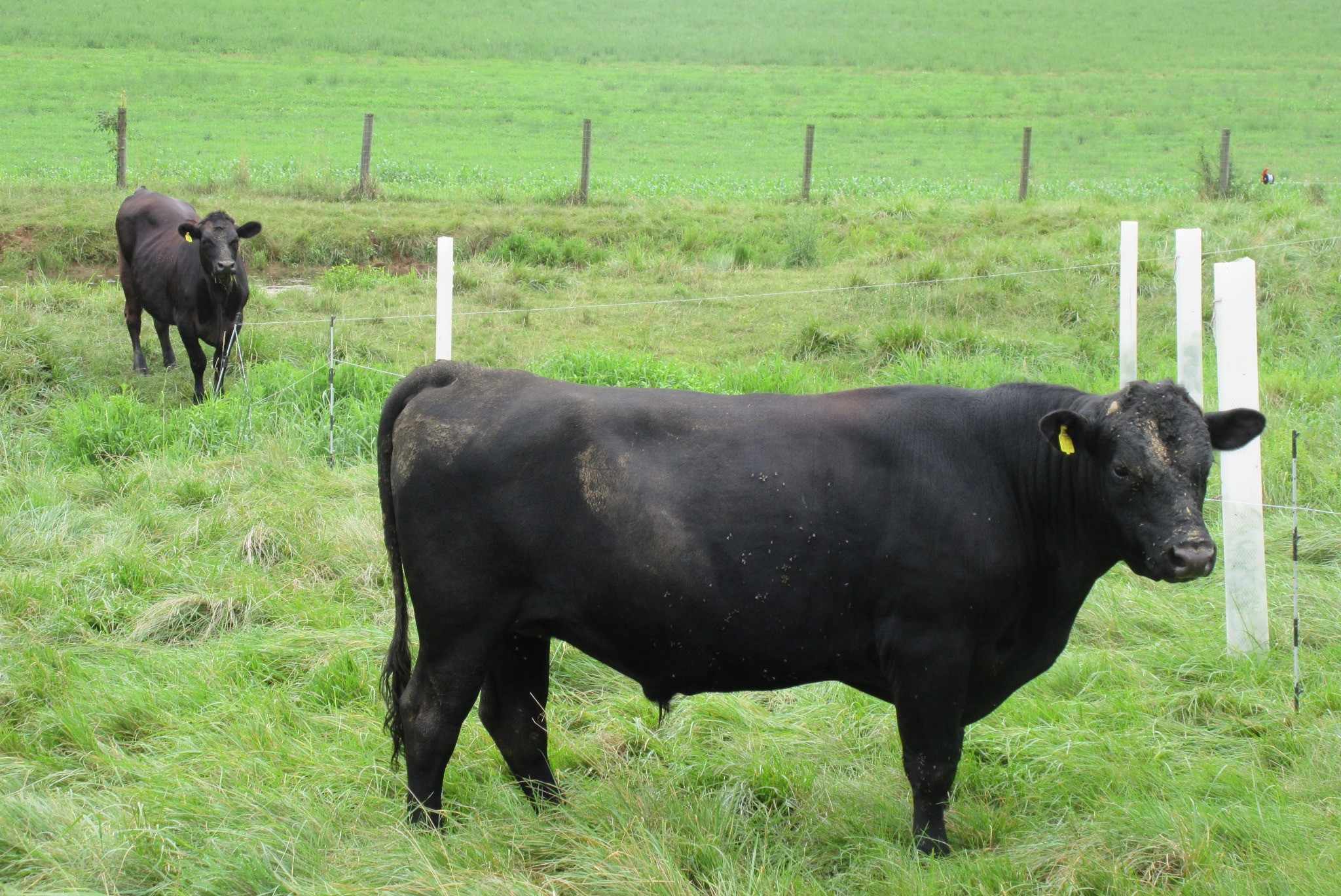 Beef-in-field-1MG.jpg