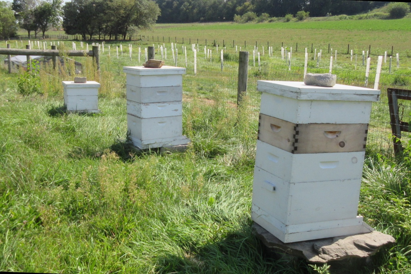 bees-tall-grass.jpg