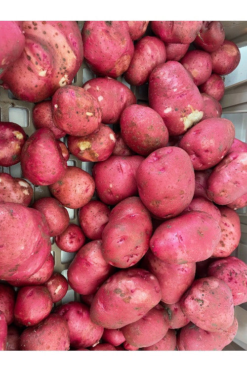 Potatoes, Norland Red Finger Lakes Farm Fresh