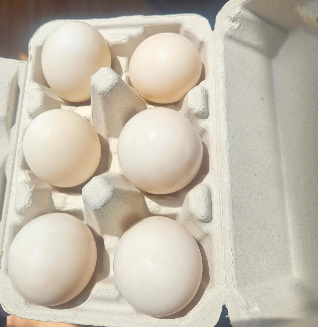 Pasture Raised Duck Eggs