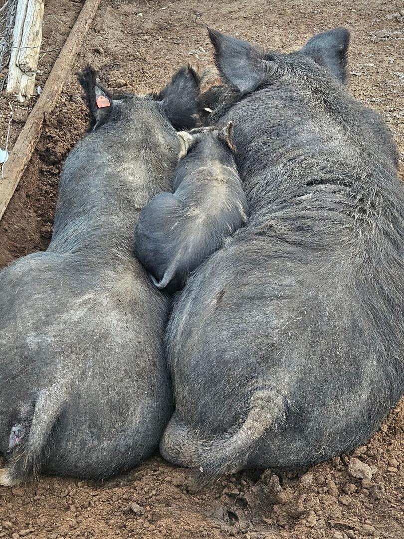 Heritage Pork