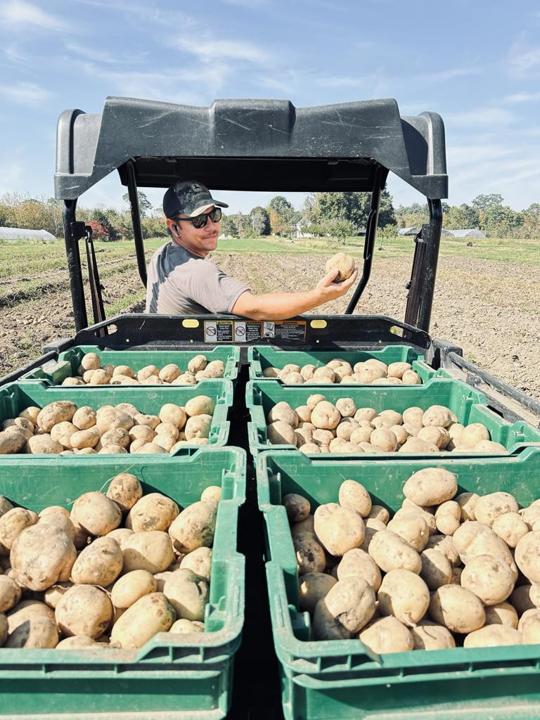 Yukon Gold Potatoes