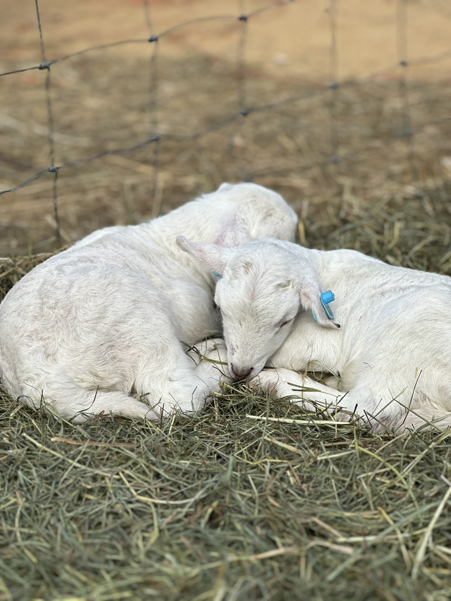 This week on the farm...