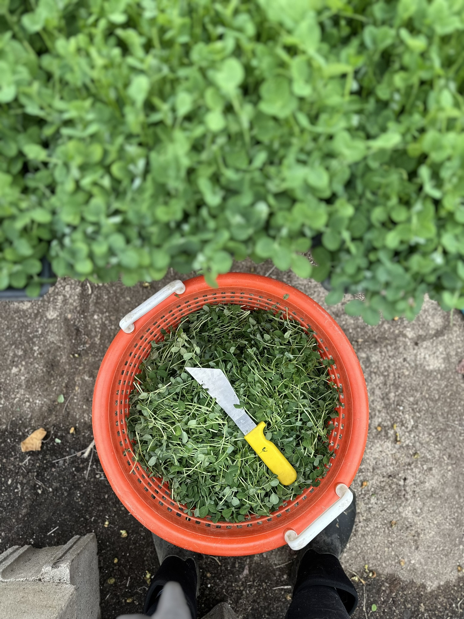 This week on the farm...