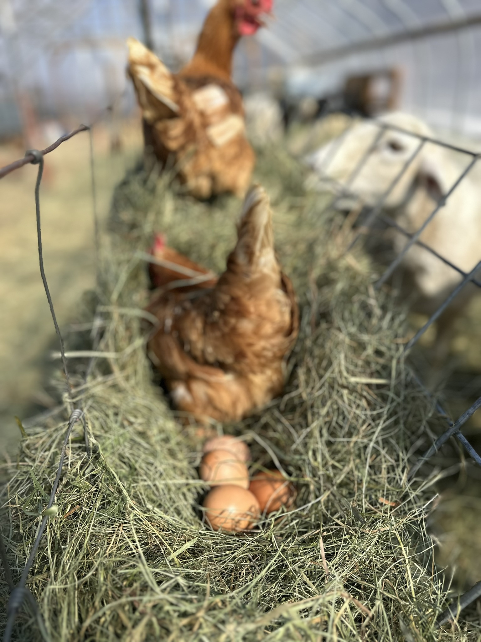 This week on the farm...