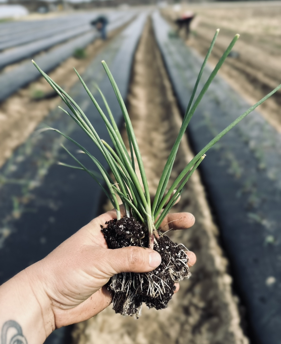 This week on the farm…