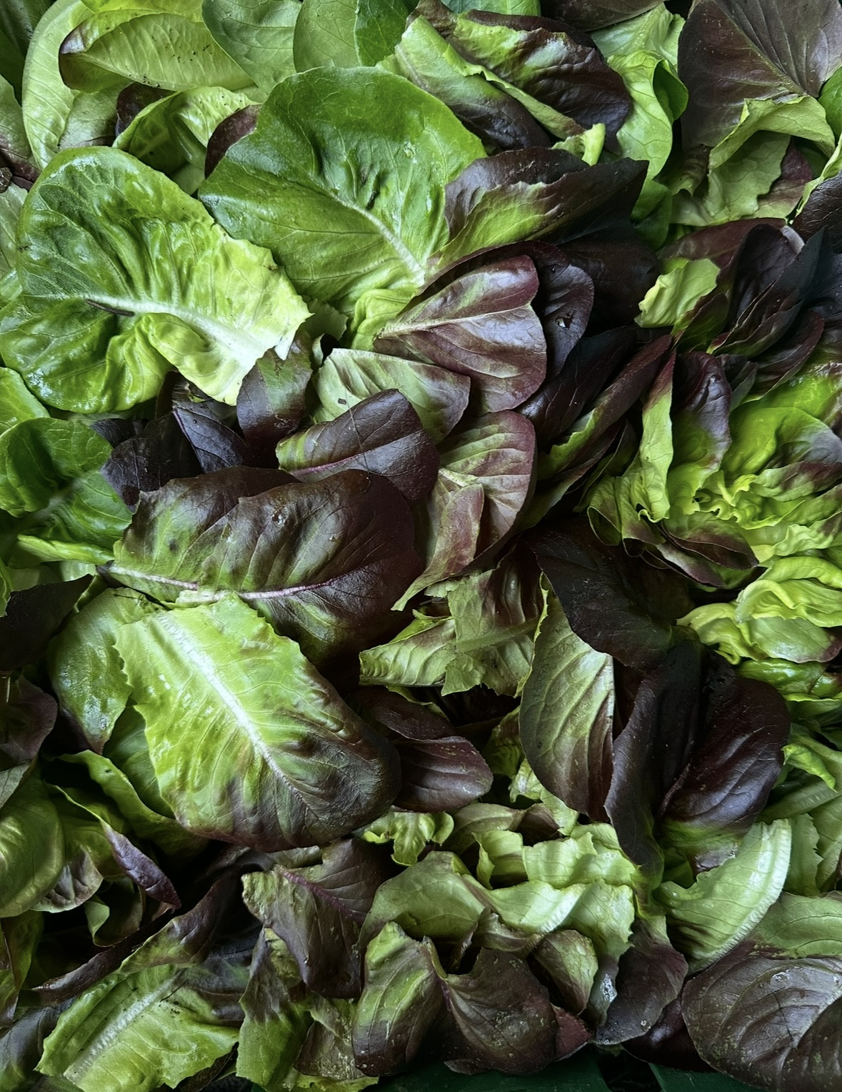Salanova Salad Mix