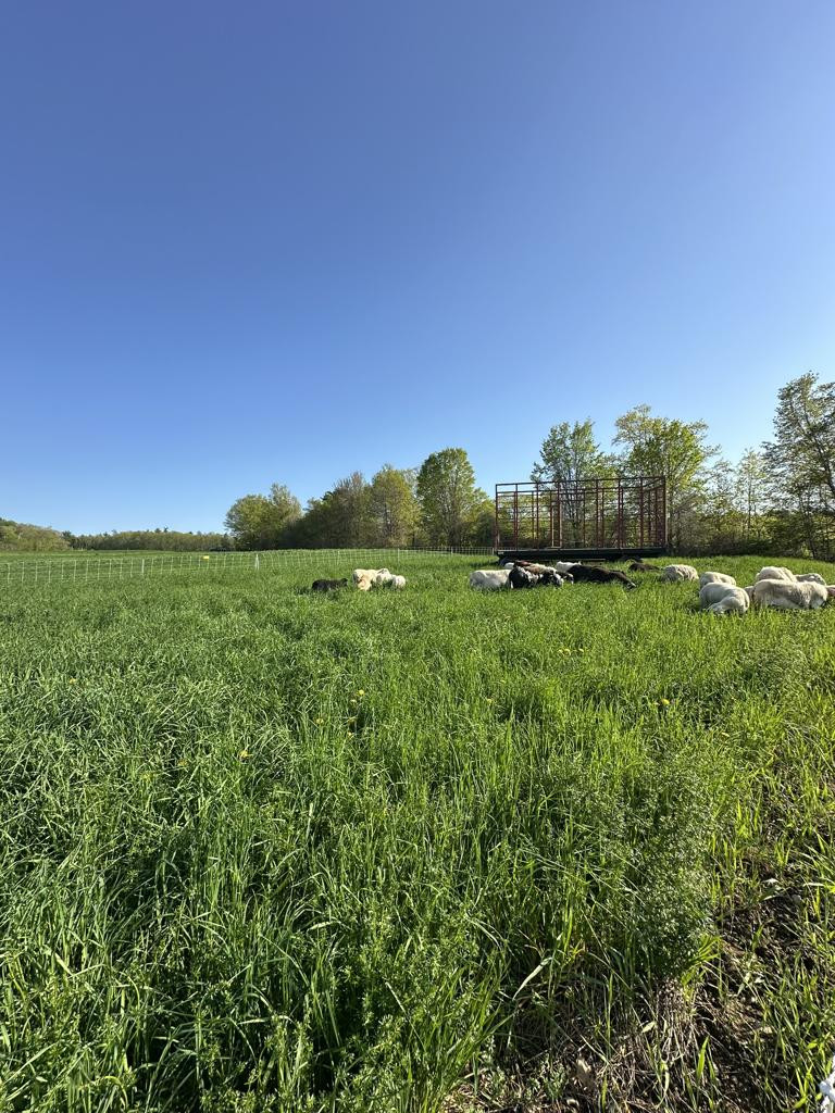 This week on the farm...