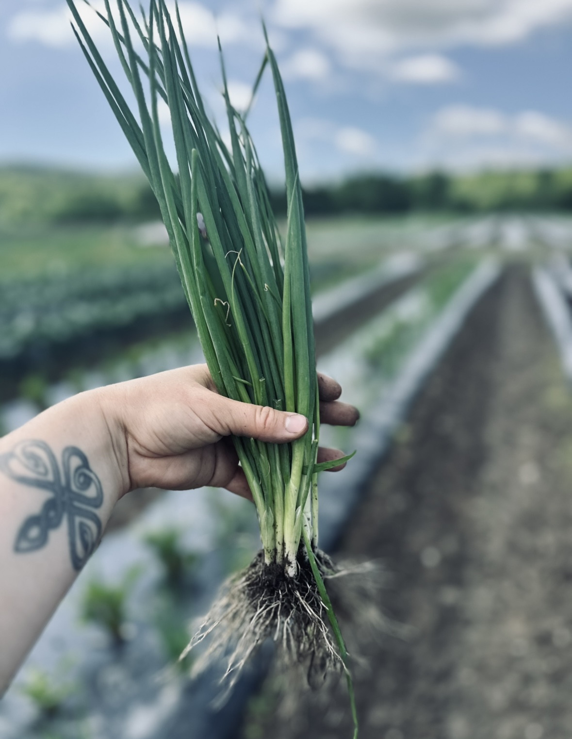Scallions