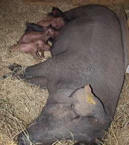 First Litter at Glendower Farms