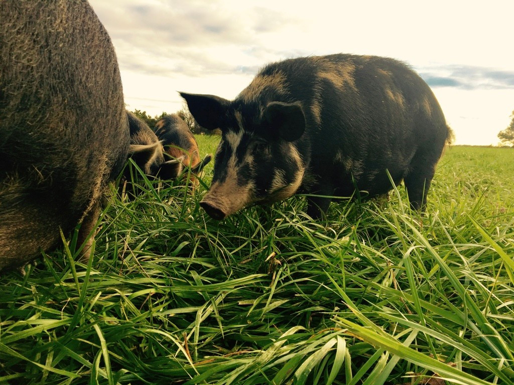 Glen Mary Farm AllNatural Pastured Raised Meats Glen Mary Farm
