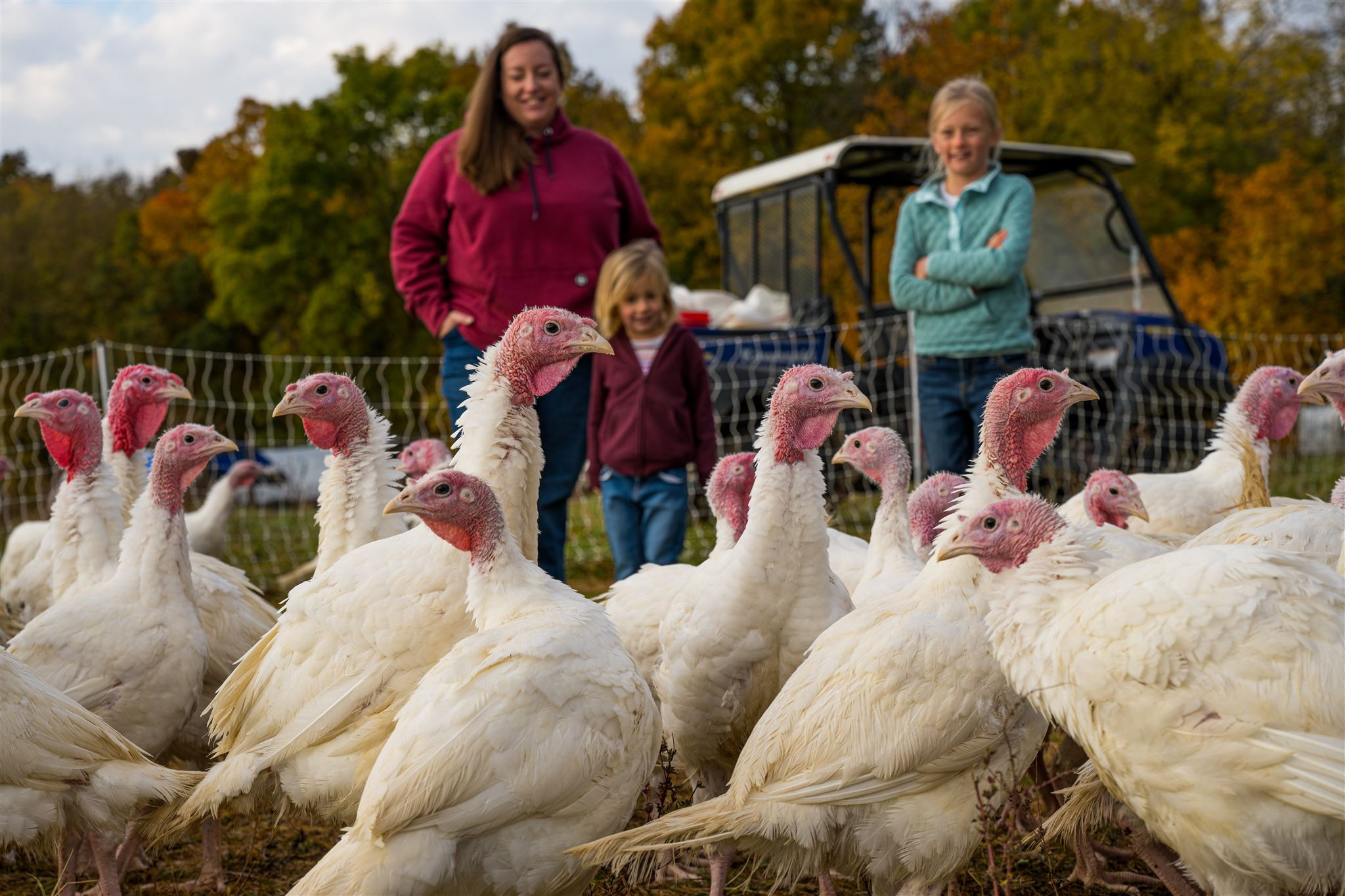 thanksgiving-turkeys.JPG