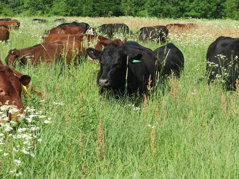Quarter of Beef, by packaged weight Grassroots Farm & Foods