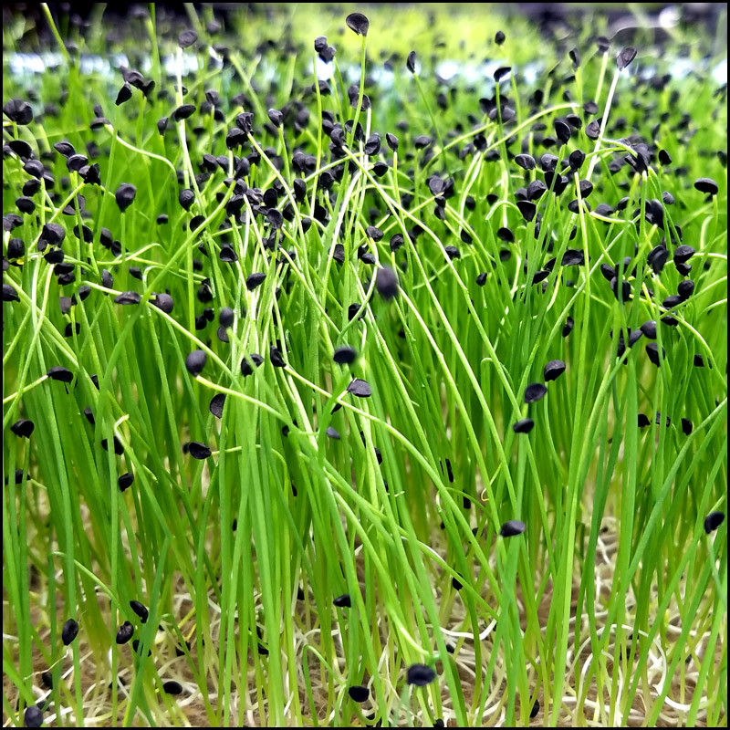 Leek Microgreens Grassroots Ranch