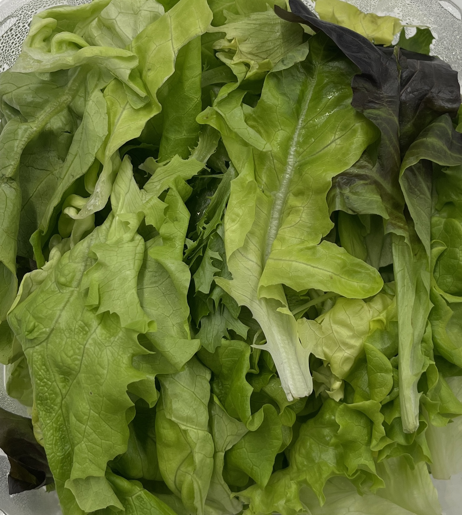 Hydroponic Spring Mix