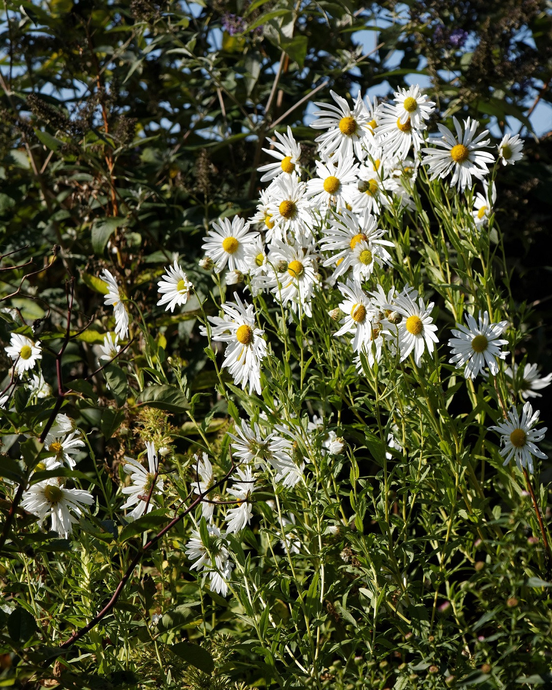 White Michaelmas Daisies Hodges Family Farm