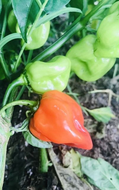Habenero Peppers