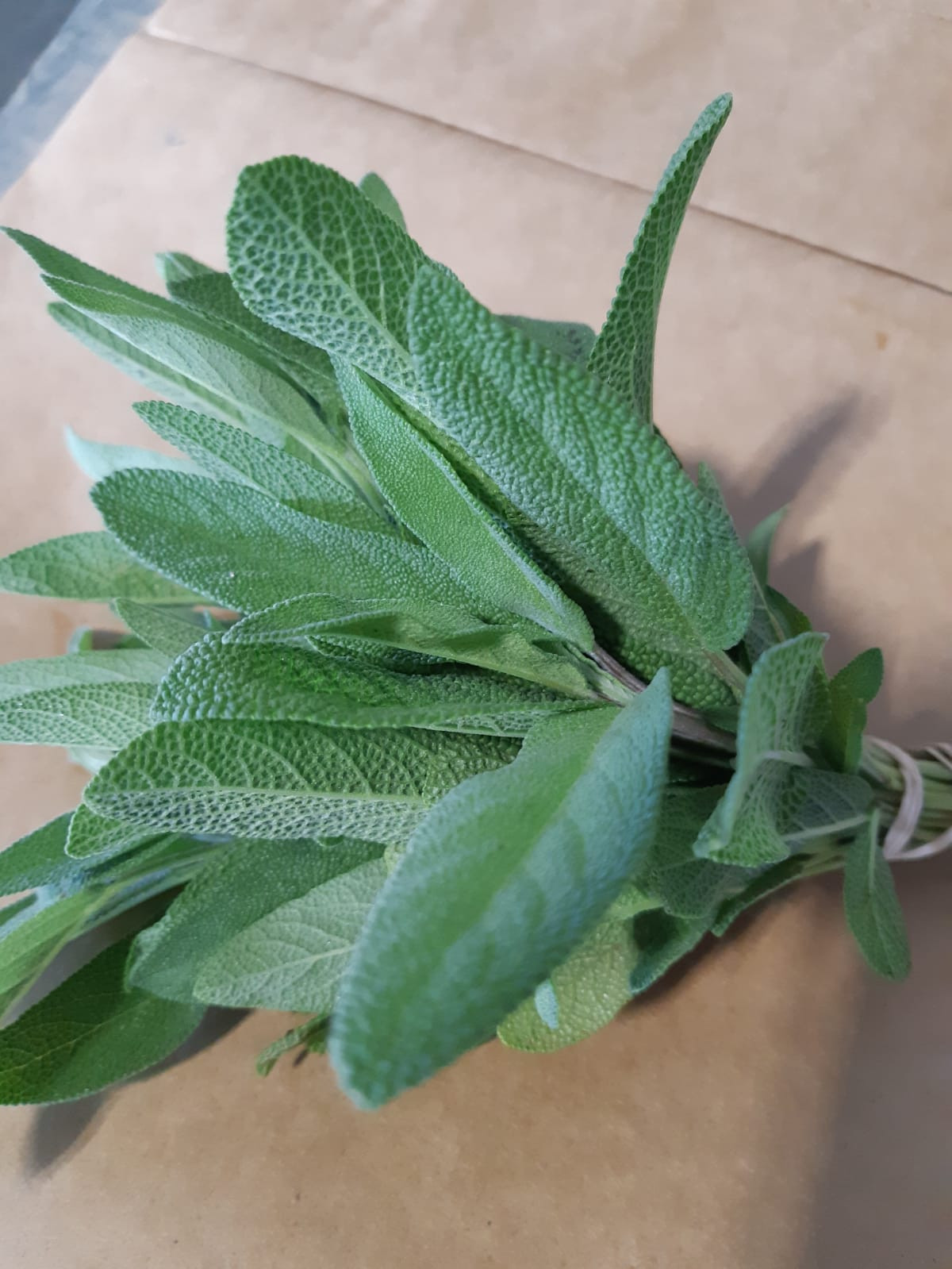 Sage
