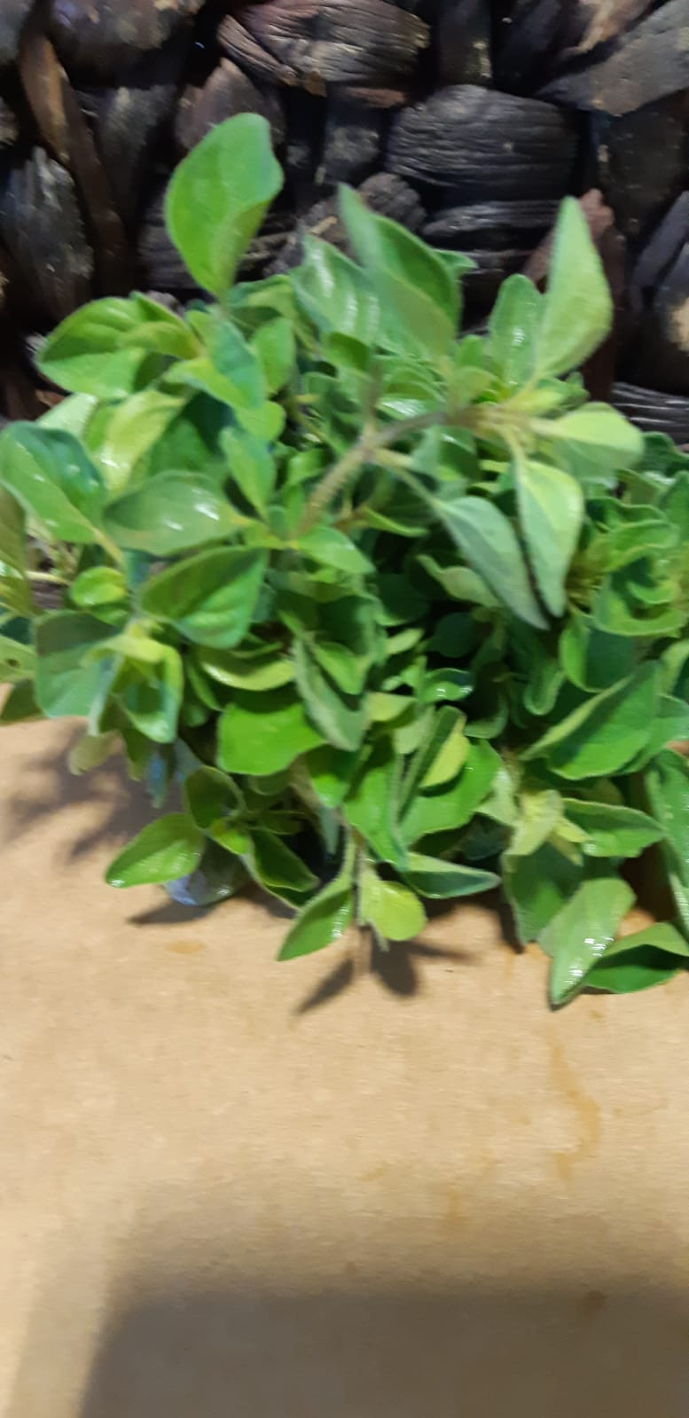 Oregano