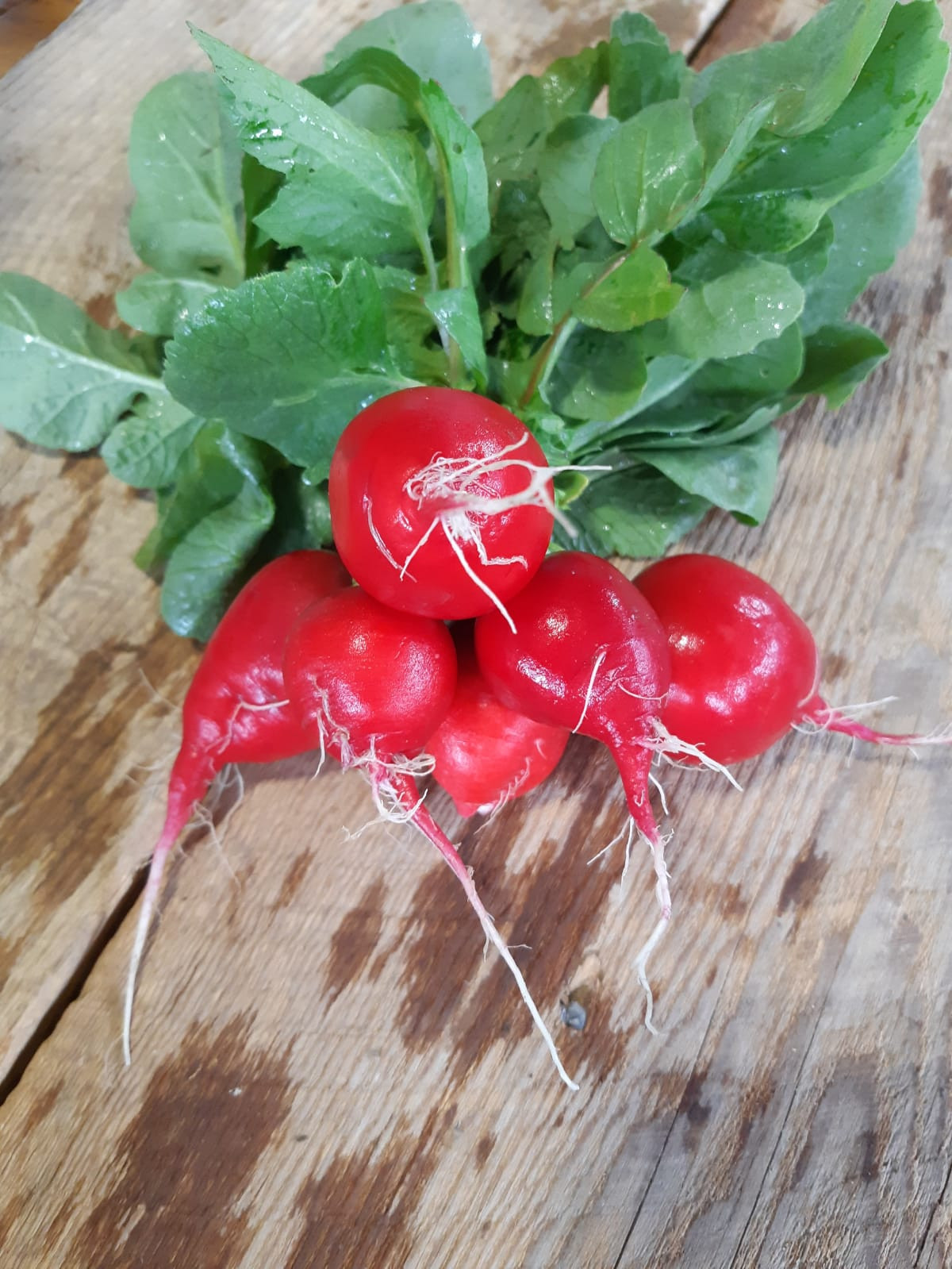 Radishes
