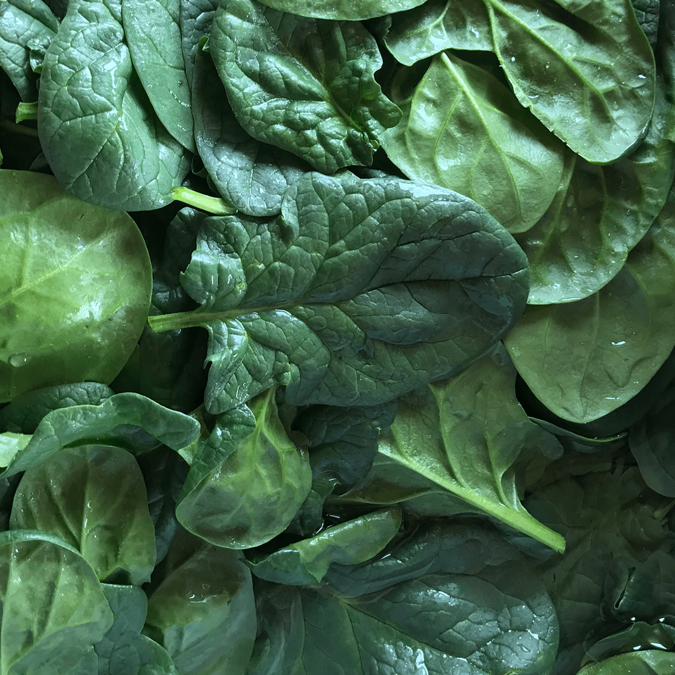 Spinach, Large Leaf KMG Kraay's Market & Garden