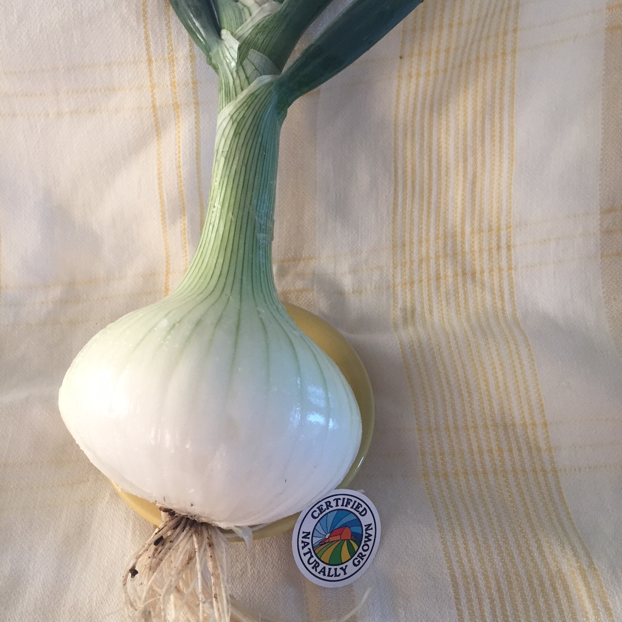 Onions, Walla Walla Kraay's Market & Garden