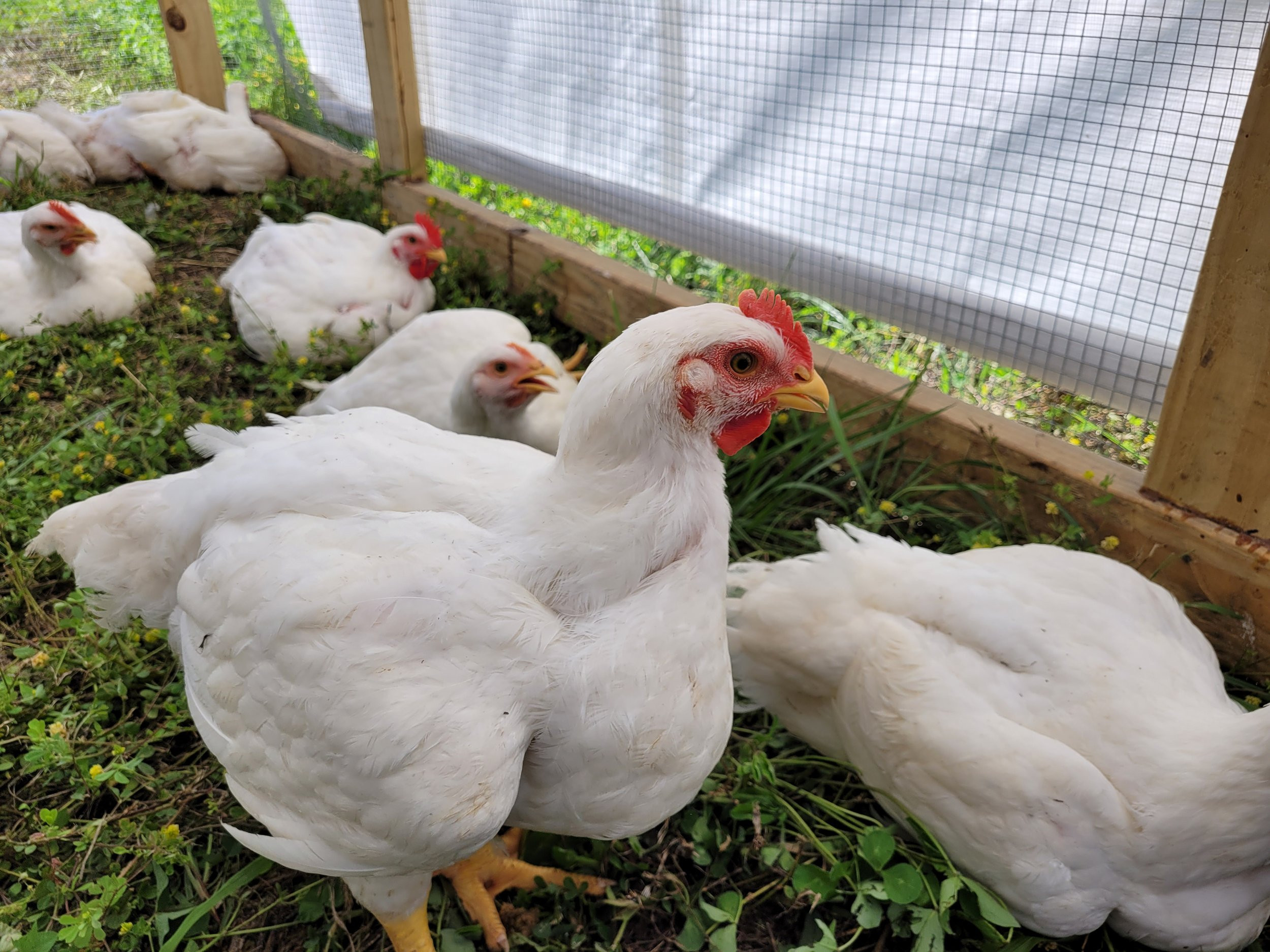 Healthy Lakewatcher Farms chickens resting on green living ground inside a protected mobile shelter