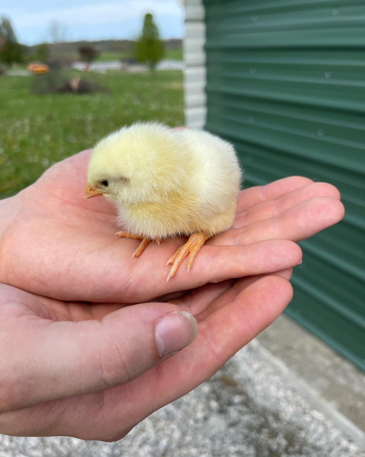 A newly hatched Lakewatcher Farms chick being held gently in two hands