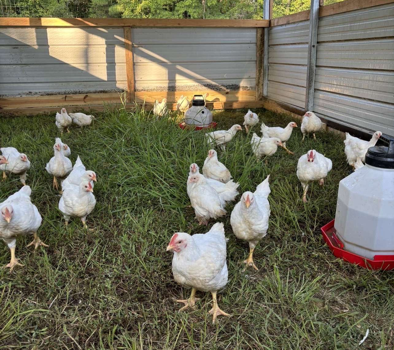 POULTRY