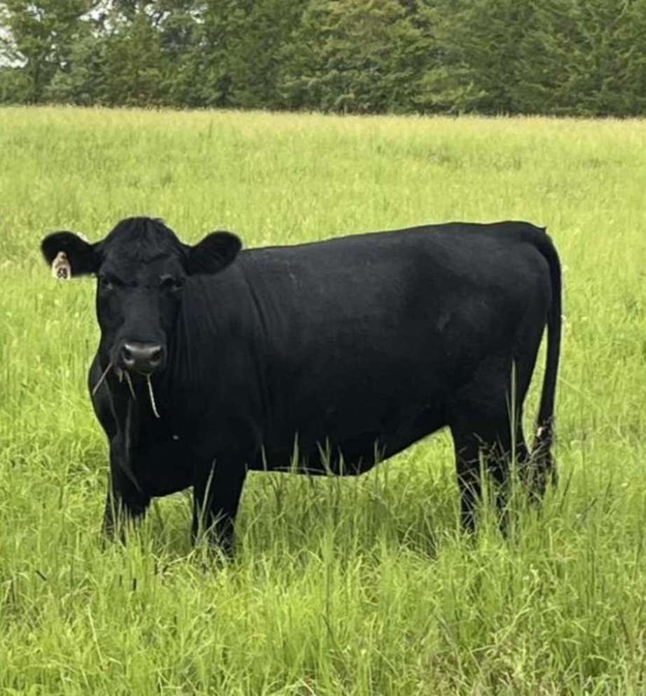 BEEF