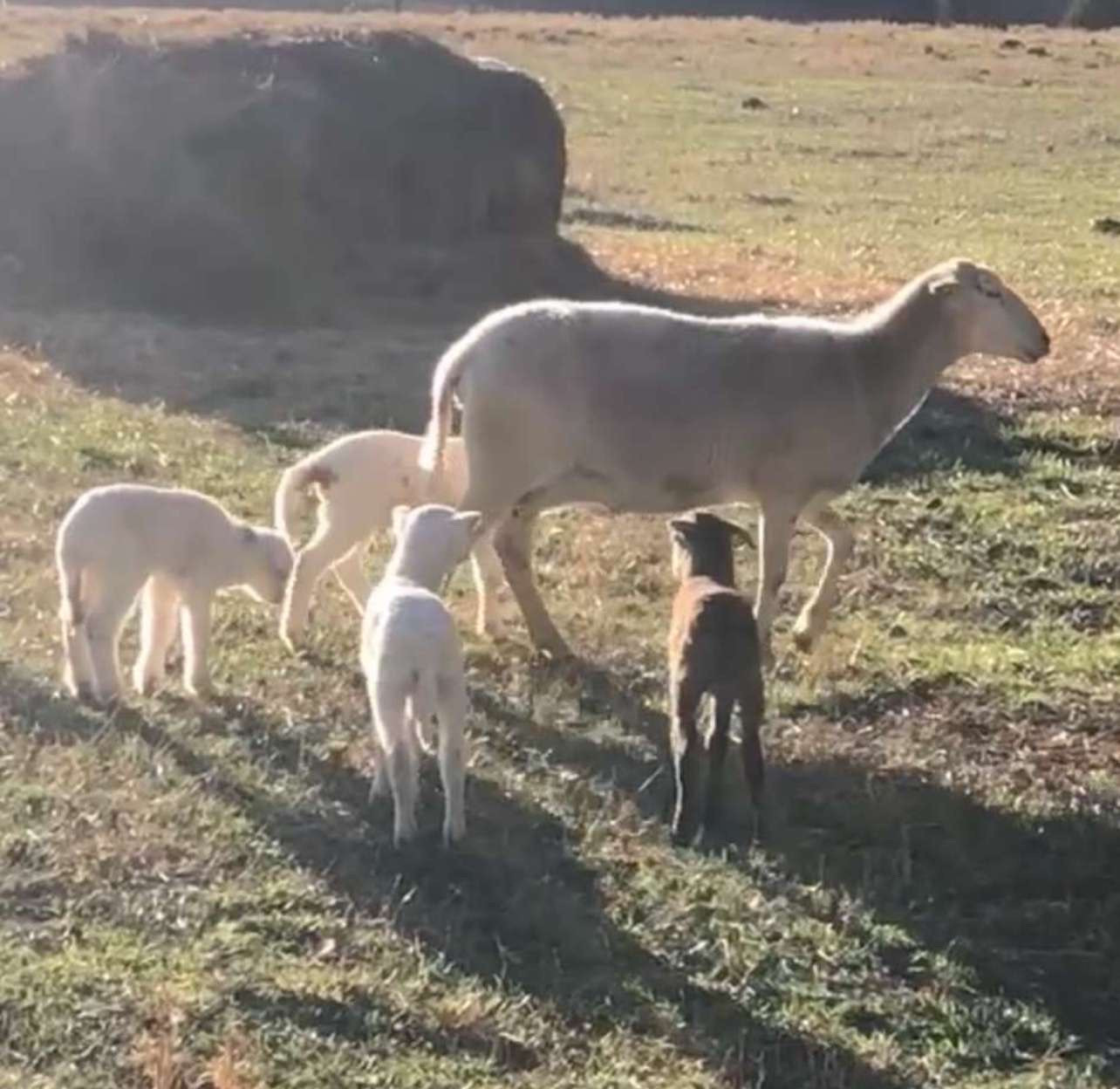 Lamb