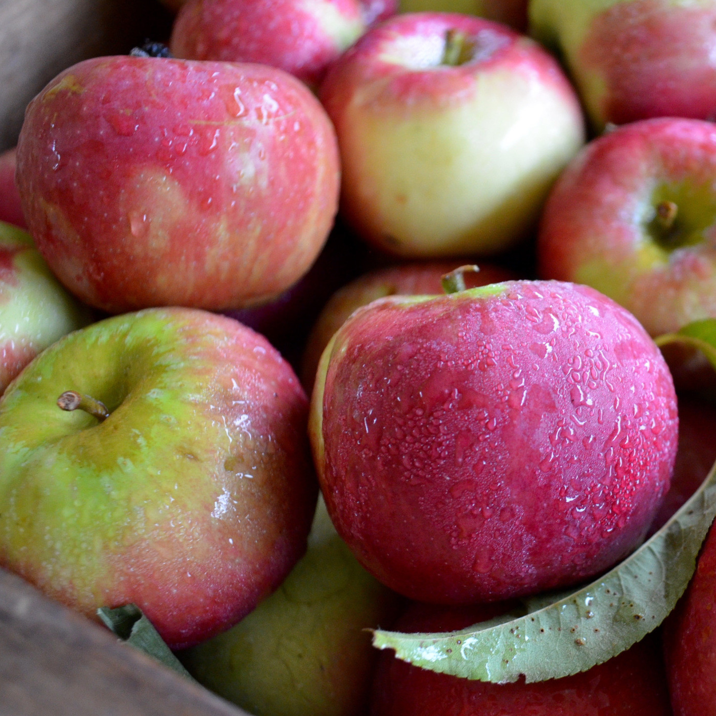 Half Peck Bag Carlson Orchards Cortland Apples Lilac Hedge Farm