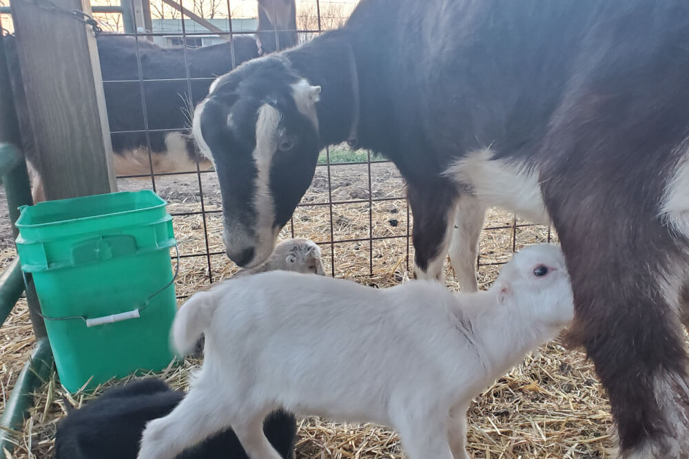 Goats Milk Little Farm Store LLC