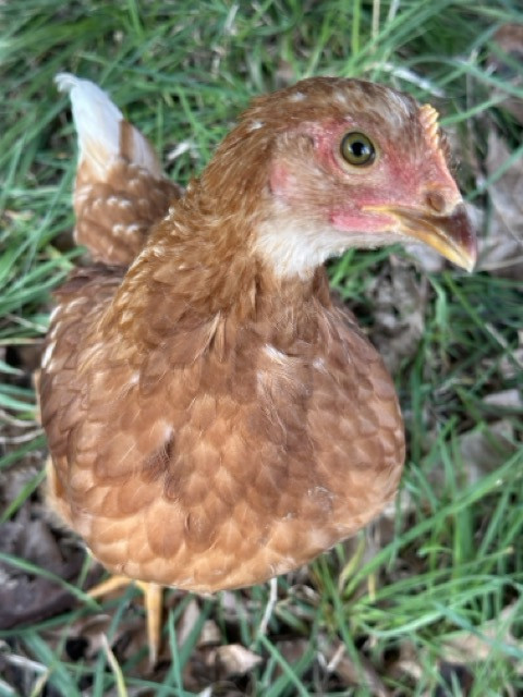 The curious egg layer