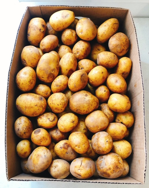 Organic Yellow Potatoes Mahaffey Farms
