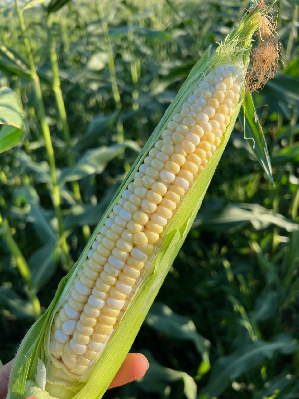 Sweet Corn (bulk, 3 or more dozen)