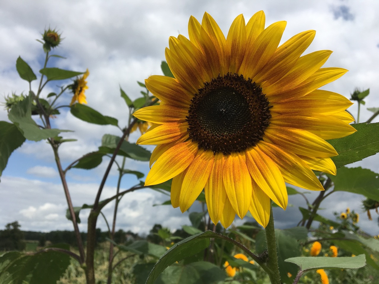 Sunflowers