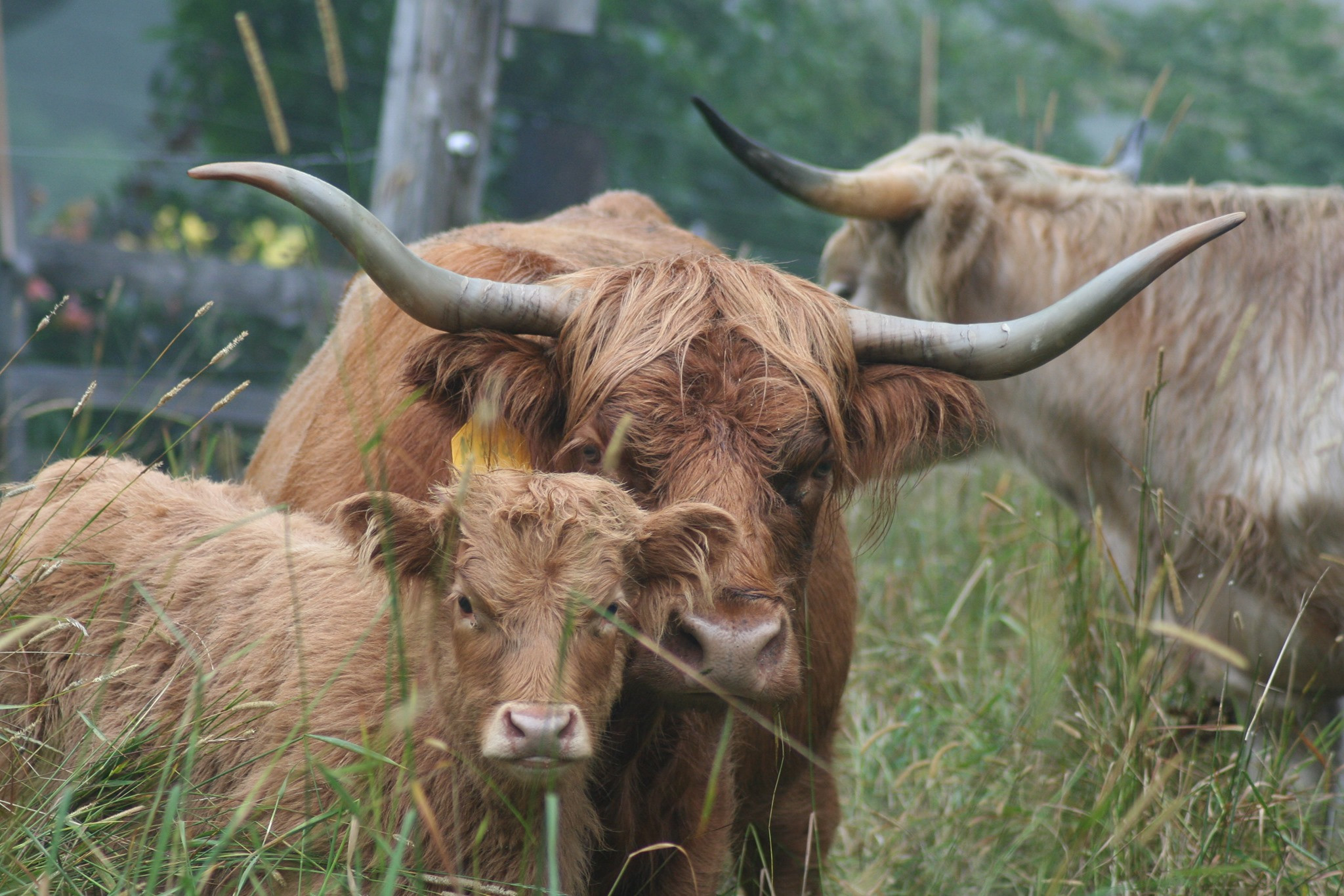 What 3,000 pounds of Cattle Taught Me About Letting Go